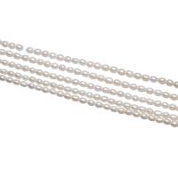 Rýže kultivované sladkovodní perle, Sladkovodní Pearl, přírodní, bílý, 3-4mm, Otvor:Cca 0.8mm, Prodáno za Cca 14.5 inch Strand