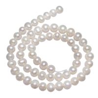 Brambor pěstované sladkovodní perle, Sladkovodní Pearl, přírodní, bílý, 7-8mm, Otvor:Cca 0.8mm, Prodáno za Cca 14.5 inch Strand