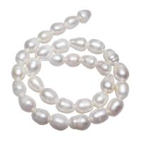 Perles nacres pommes de terre de culture d'eau douce, perle d'eau douce cultivée, pomme de terre, naturel, blanc, 10-11mm, Trou:Environ 2.5mm, Vendu par 15 pouce brin