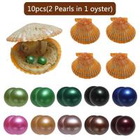 Akoya Cultured Sea Pearl Oyster helmiä, Akoya Viljellyt helmet, Peruna, Kaksoset toivovat Pearl Oysteriä, sekavärit, 7-8mm, 10PC/laukku, Myymät laukku