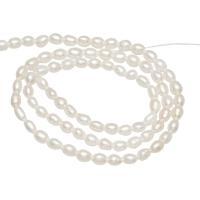 Rice ferskvandskulturperle Beads, Ferskvandsperle, Ris, naturlig, hvid, 3mm, Hole:Ca. 0.8mm, Solgt af Strand