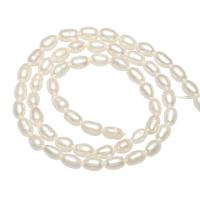 Perlas Arroz Freshwater, Perlas cultivadas de agua dulce, natural, Blanco, 4mm, agujero:aproximado 0.8mm, Vendido para aproximado 14.1 Inch Sarta