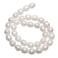 Brambor pěstované sladkovodní perle, Sladkovodní Pearl, přírodní, bílý, 10-11mm,15*10.6cm, Otvor:Cca 0.8mm, Prodáno za Cca 15 inch Strand