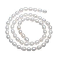 Ris odlad sötvattenspärla pärlor, Freshwater Pearl, naturlig, vit, 5-6mm,13*8cm, Hål:Ca 0.8mm, Såld Per Ca 15 inch Strand