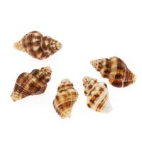 Tromba naturale Shell pendenti, conchiglia, Lumaca di mare, DIY, marrone, 29*14-21*11mm, 500sol/borsa, Venduto da borsa