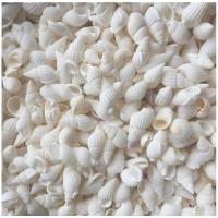 Moda decorazione, conchiglia, naturale, colori misti, 10mm, 500PC/borsa, Venduto da borsa