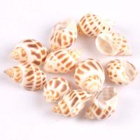 Natural trompete Shell pingentes, concha, cores misturadas, 30mm, vendido por PC