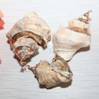 Tromba naturale Shell pendenti, conchiglia, per la donna, colori misti, 2.5-4.5cm, Venduto da PC