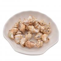 Trompette naturelle Shell pendentifs, coquille de trompette, avec alliage de zinc, Placage de couleur d'or, DIY, couleurs mélangées, 13-20mm, 5PC/sac, Vendu par sac