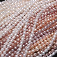 Rice Kulturan Slatkovodni Pearl perle, Riža, možete DIY, više boja za izbor, 5-6mm, Prodano Per 14.96 inčni Strand