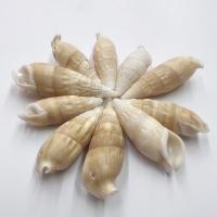 Trompette naturelle Shell pendentifs, coquille de trompette, conque, DIY, 12x37-17x58mm, Environ 85PC/sac, Vendu par sac