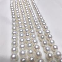 Kulaté kultivované sladkovodní perle, Sladkovodní Pearl, Kolo, DIY, bílý, 7-8mm, Prodáno za Cca 40 cm Strand