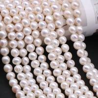 Okrugli Kulturan Slatkovodni Pearl perle, možete DIY, bijel, 5.5-6mm, Prodano Per Približno 38-40 cm Strand