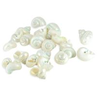 conchiglia decorazione, gioielli di moda & per la donna, 2-4cm, Venduto da PC