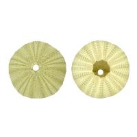 coquille décoration, Naturel & bijoux de mode, vert, 4-6cm, Vendu par PC