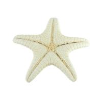 Mode Decoratie, Starfish, mode sieraden & verschillende grootte voor keus, oorspronkelijke kleur, Verkocht door PC