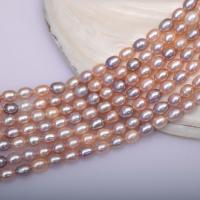 Rice Kulturan Slatkovodni Pearl perle, Riža, možete DIY, multi-boji, 5-6mm, Prodano Per Približno 39-40 cm Strand