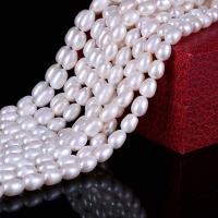 Gioielli Spacer Beads, perla d'acquadolce coltivata naturalmente, DIY, bianco, 7mm, Lunghezza Appross. 38 cm, Venduto da PC