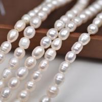 Gioielli Spacer Beads, perla d'acquadolce coltivata naturalmente, DIY, bianco, 7mm, Venduto per Appross. 37 cm filo