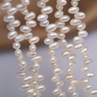 Gioielli Spacer Beads, perla d'acquadolce coltivata naturalmente, DIY, bianco, 5mm, Venduto per Appross. 40 cm filo