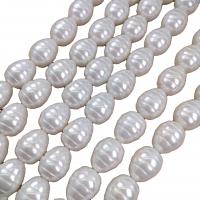 Χάντρες South Sea Shell, Shell Pearl, Ρύζι, DIY, λευκό, 13x17mm, Sold Per Περίπου 38 cm Strand