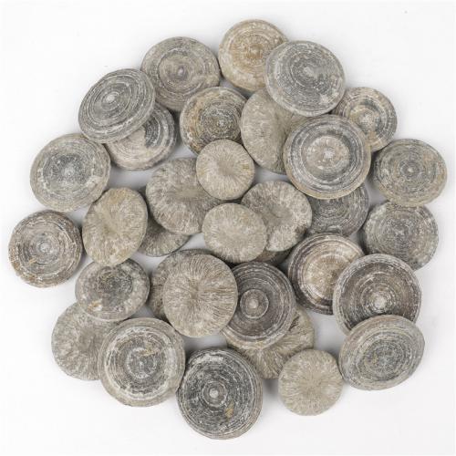 Διακόσμηση Μόδα, Fossil Coral, Nuggets, γκρί, The diameter is about 30-40mm, Sold Με PC