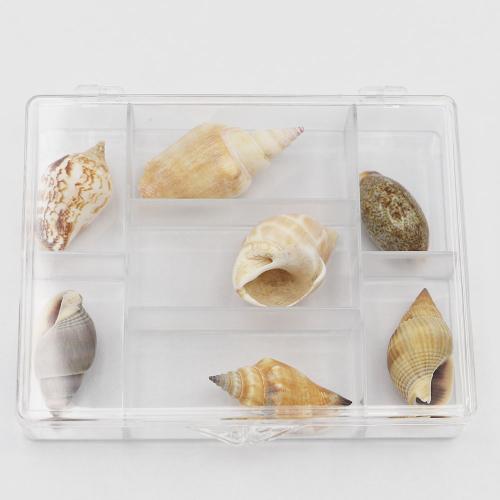 Schelp Fossielen Specimen, met Plastic Box, 118x91x23mm, 7pC's/box, Verkocht door box