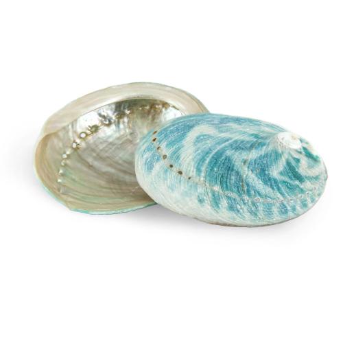 Fashion Dekoration, Abalone Shell, grøn, 6-8cm, Solgt af PC