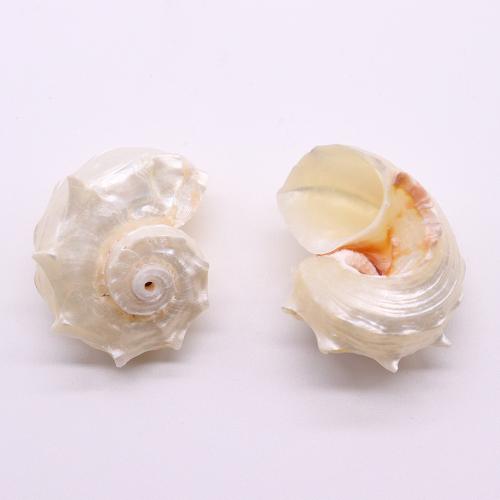 Perles naturelles de coquillage d'eau douce , coquille de trompette, conque, DIY, blanc, about:15x34-37x44mm, Vendu par PC