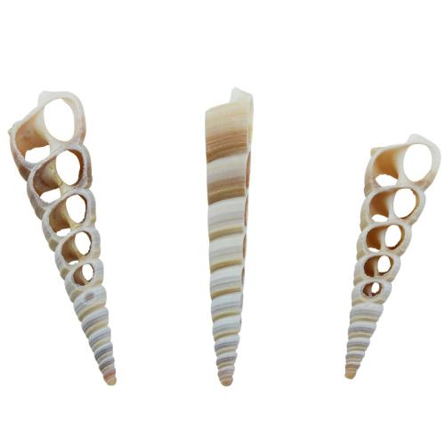 Shell Costume Accessories Conch DIY 4-6cm Sold By PC