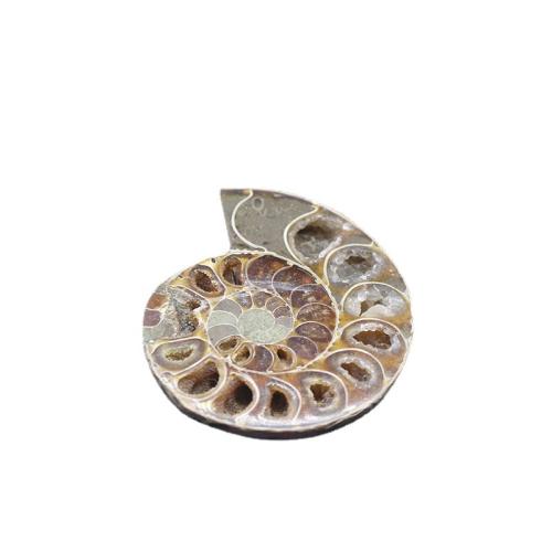 Trumpet Shell Fossil Decoration Conch mixed colors Sold By PC