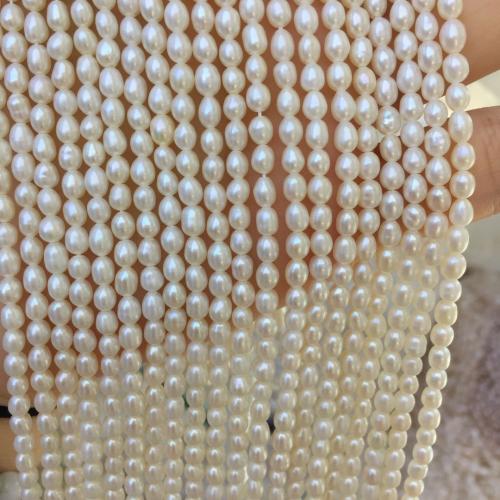 Grânulos do escudo de água doce natural, concha, Arroz, DIY, branco, Aboutuff1a3-4MM, vendido por Strand