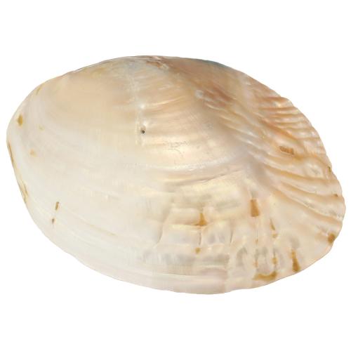 White Shell Decoratie, met Katoenfluweel, 130x95x20mm, Verkocht door PC