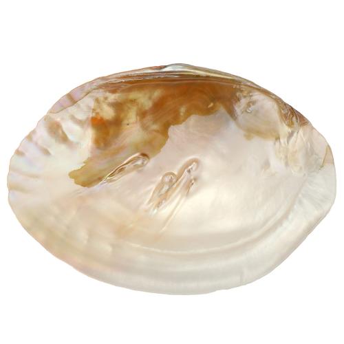 Λευκό Shell Διακόσμηση, με Φέλπα, 130-170x95-120mm, Sold Με PC