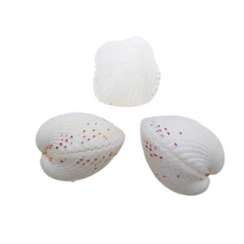 Natural Trumpet Shell Pendants DIY pendant size 33-41mm Sold By PC