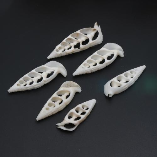 Natural Trumpet Shell Pendants random style & DIY pendant size 35-56mm Sold By PC