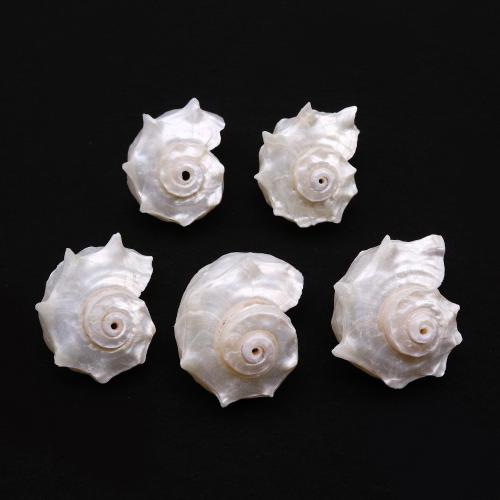 Shell Pendler, Trumpet Shell, Conch, du kan DIY, pendant size 25-40mm, Solgt af PC