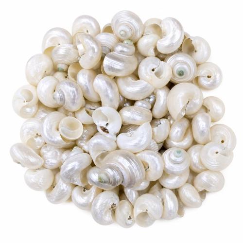 Natural Sea Shell gyöngyök, Héj, Szabálytalan, DIY, beads size 30-60mm, Által értékesített PC