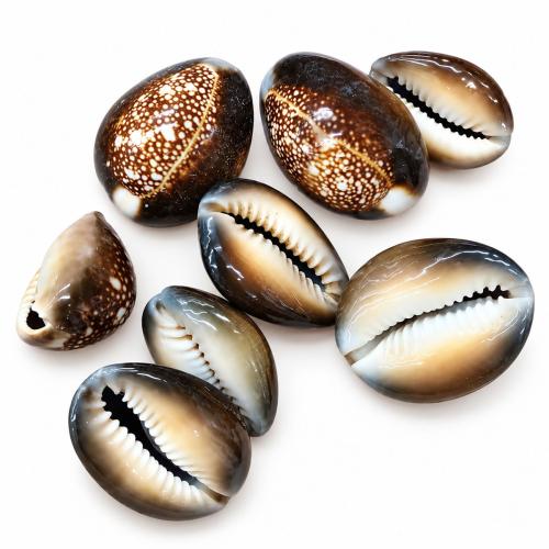 Természetes Édesvízi Shell gyöngyök, Héj, DIY, size 25-35mm, Által értékesített KG