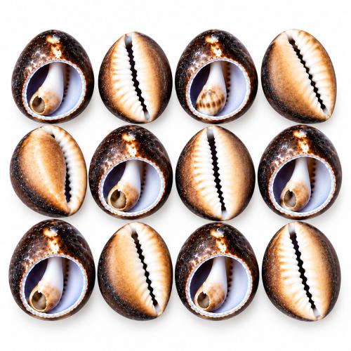 Természetes Édesvízi Shell gyöngyök, Héj, DIY, size 25-30mm, Által értékesített KG