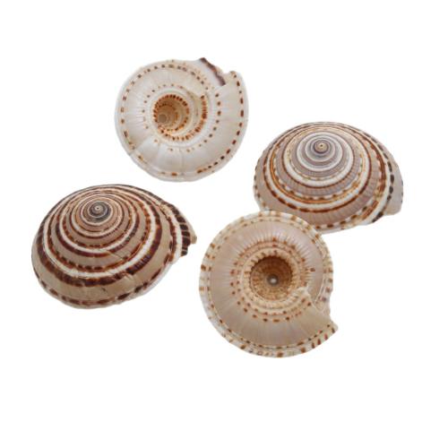 Természetes Trumpet Shell Medálok, véletlenszerűen elküldött & DIY & különböző méretű a választás, Által értékesített PC
